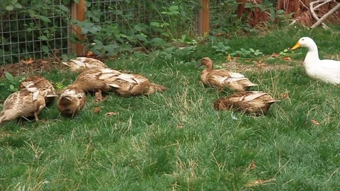 Ducks in grass eating insects Stock Footage 115057651