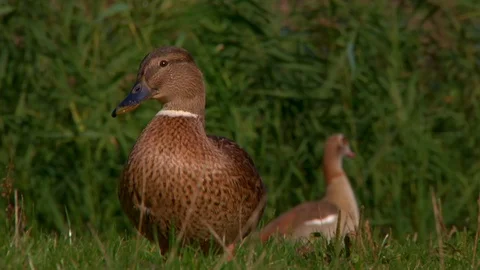 Ducks on grass field Stock Footage 106294193