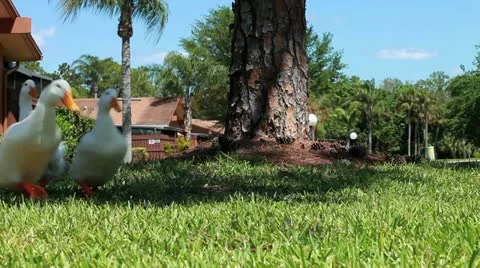 Ducks in grass Stock Footage 10833331