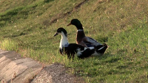 Ducks in grass Stock-Footage 35758691