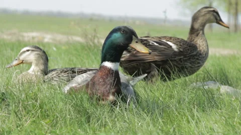 Ducks in the grass Stock Footage 49241410