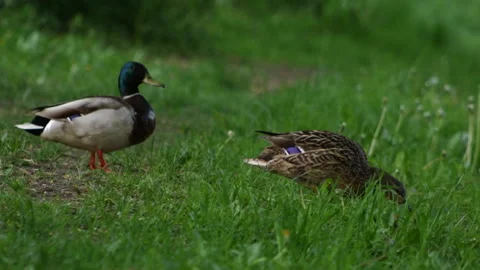 Ducks in the grass 库存影片 91177854