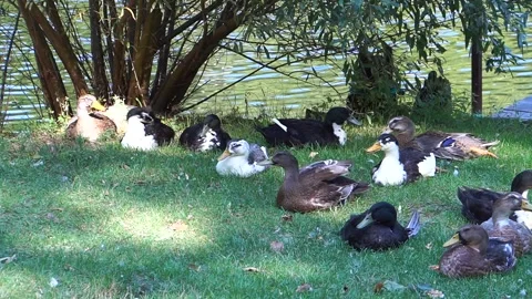 Ducks on the grass Stock Footage 138347464