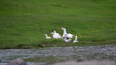 Ducks on the grass Stock Footage 340645949