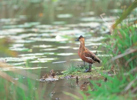 Ducks with grass Stock Photos