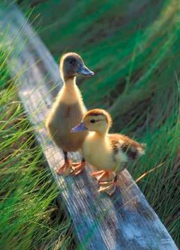 Ducks in grass Stock Photos