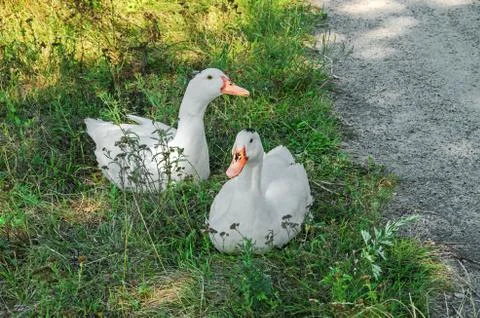 Ducks in grass Stock Photos