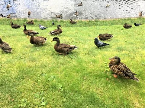 Ducks on the grass Stock Photos