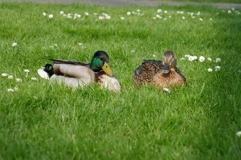 Ducks on the grass by the river Foto stock