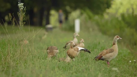 Ducks of grass in slowmotion Stock Footage 103855364