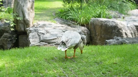 Ducks graze on the grass foraging free range ducks Stock Footage 197921033