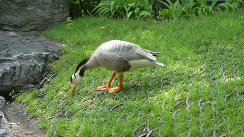 Ducks graze on the grass foraging free range ducks Stock Footage 197921189