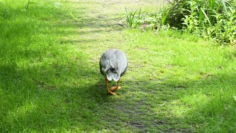 Ducks graze on the grass foraging free range ducks Stock Footage 197921384
