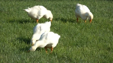 Ducks graze in the meadow Stock Footage 120122943