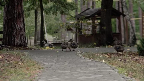 Ducks graze in the meadow. Stock Footage 257119524