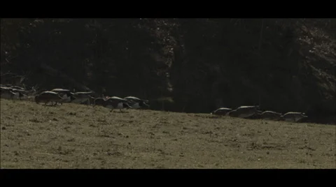 Ducks Grazing Stock Footage 34370660