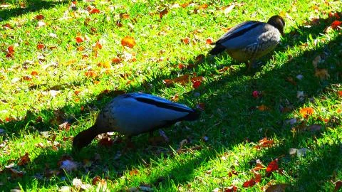 Ducks Grazing Stock Photos