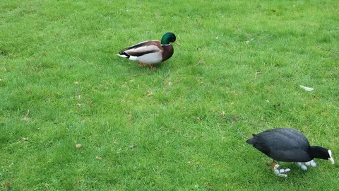 Ducks on green grass 動画素材 128933088