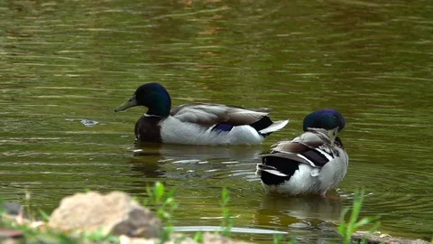 Ducks on Green Lake 3 Stock Footage 108876748