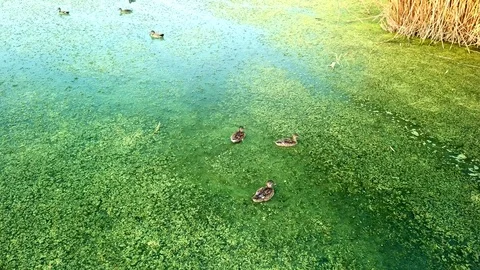 Ducks in green water with algae Video stock 111971929