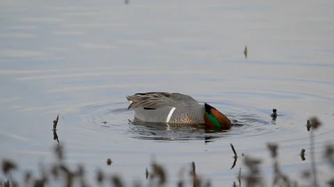 Ducks,  Green-winged teal  pair dabbling in lake, slomo, 4k Stock Footage 263392104