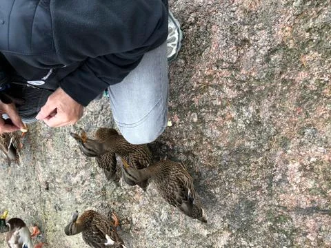Ducks on a grey stone Foto stock