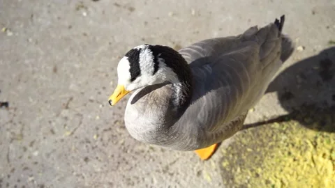 Ducks grooming feathers on the shore Stock Footage 170921631