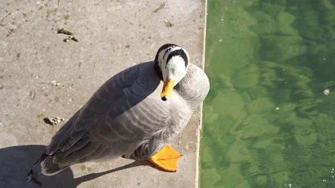 Ducks grooming feathers on the shore 库存影片 170921658