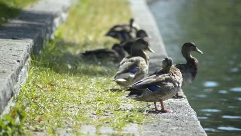 Ducks grooming Stock Footage 104224302