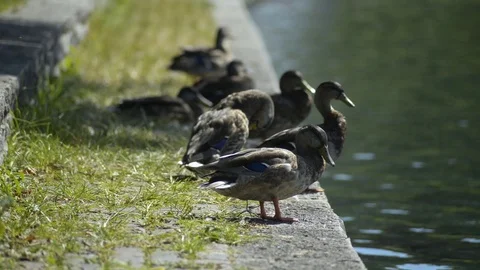 Ducks Grooming Stock Footage 104224309