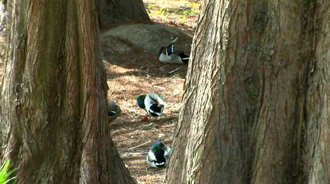Ducks Grooming/ Pine Trees and a Pond. 動画素材 112204