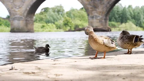 Ducks grooming by a riverbank, capturing their natural behavior Stock Footage 280190812