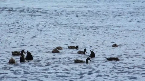 Ducks in a group feeding Stock Footage 52790113