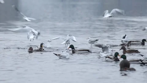 Ducks, gulls and coots competiting for food on winter river in Europe Stock Footage 327678824