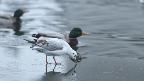 Ducks, gulls and coots competiting for food on winter river in Europe Stock Footage 327679240