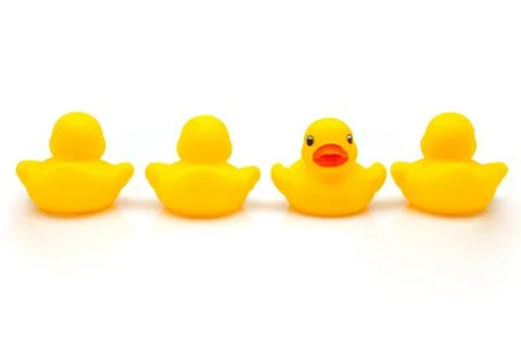 Ducks of gum Stock Photos