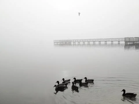 Ducks on the Halifax River Photos