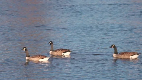Ducks in Hambleden Weir, River Thames in Henley-on-Thames, South England Видео 328041920