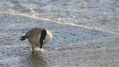 Ducks in Hambleden Weir, River Thames in Henley-on-Thames, South England Vidéo 328043505