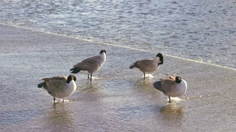 Ducks in Hambleden Weir, River Thames in Henley-on-Thames, South England Stock-Footage 328043509