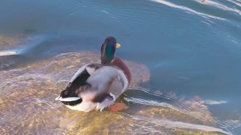 Ducks in Hambleden Weir, River Thames in Henley-on-Thames, South England 스톡 동영상 328043529