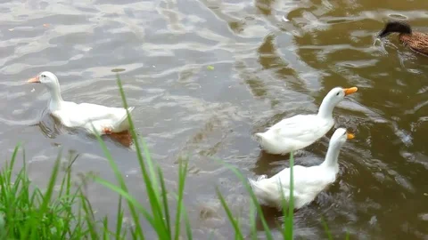 Ducks happy swimming Stock Footage 116860875