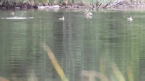 Ducks having fun on the lake Stock Footage 12302361