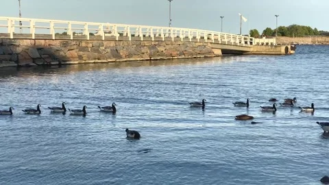 Ducks, Helsinki, Finland Stock Footage 304076514