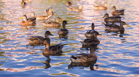 Ducks herd swimming in pond. 動画素材 58686243