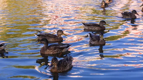 Ducks herd swimming in pond. Stock Footage 58686377