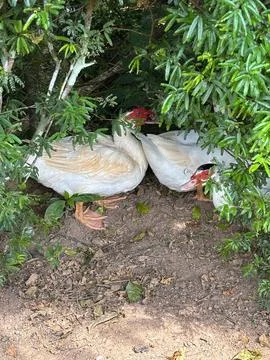 Ducks hidden in the vegetation Stock Photos