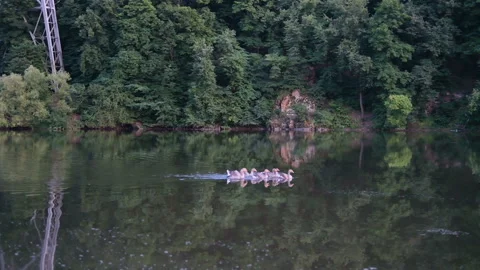 Ducks hunt for fish between lily Stock Footage 168496393