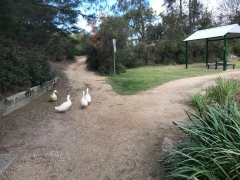 Ducks in a hurry Foto stock