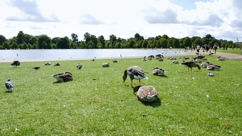 Ducks in Hyde Park in London Stock Footage 104594480